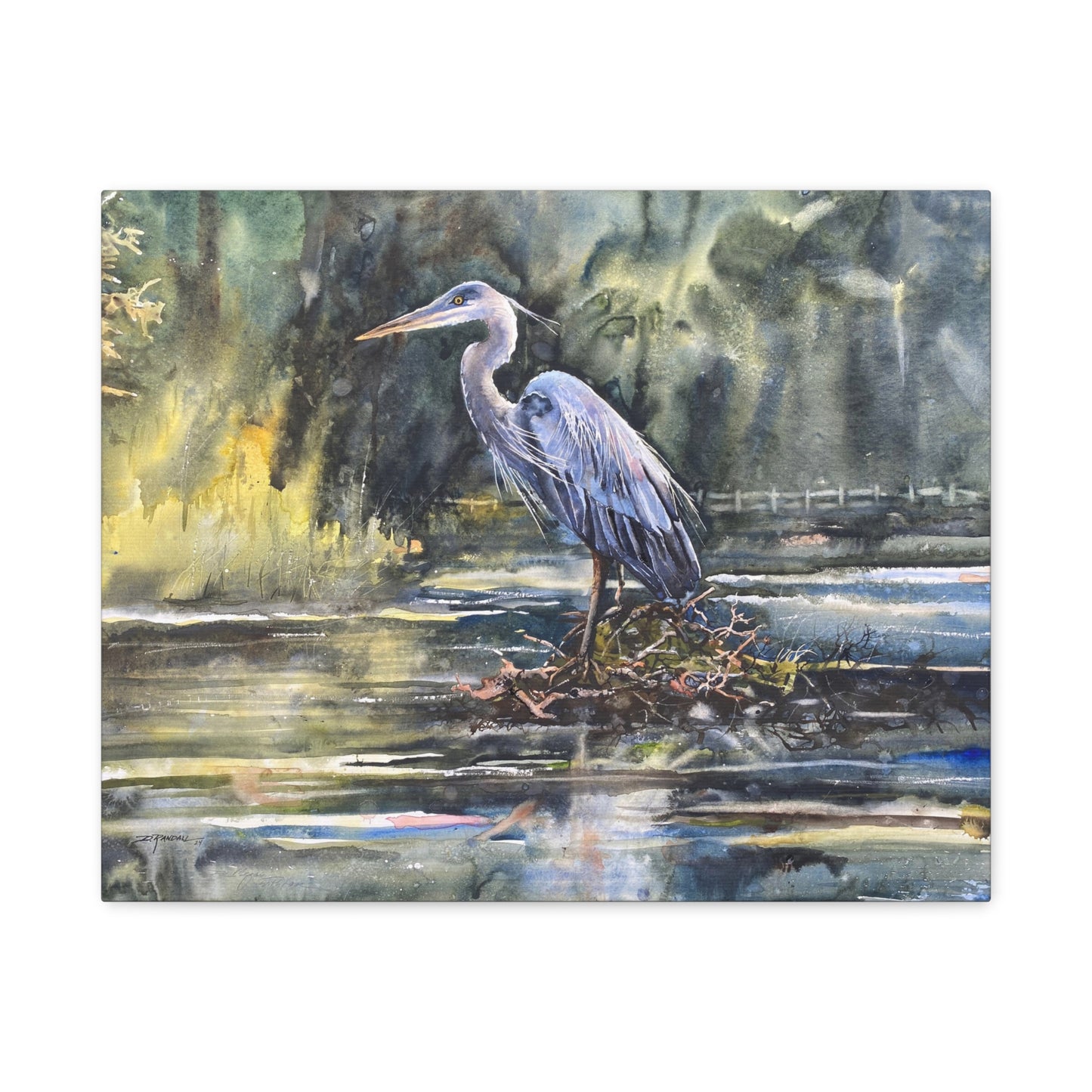 "GEORGE" Great Blue Heron