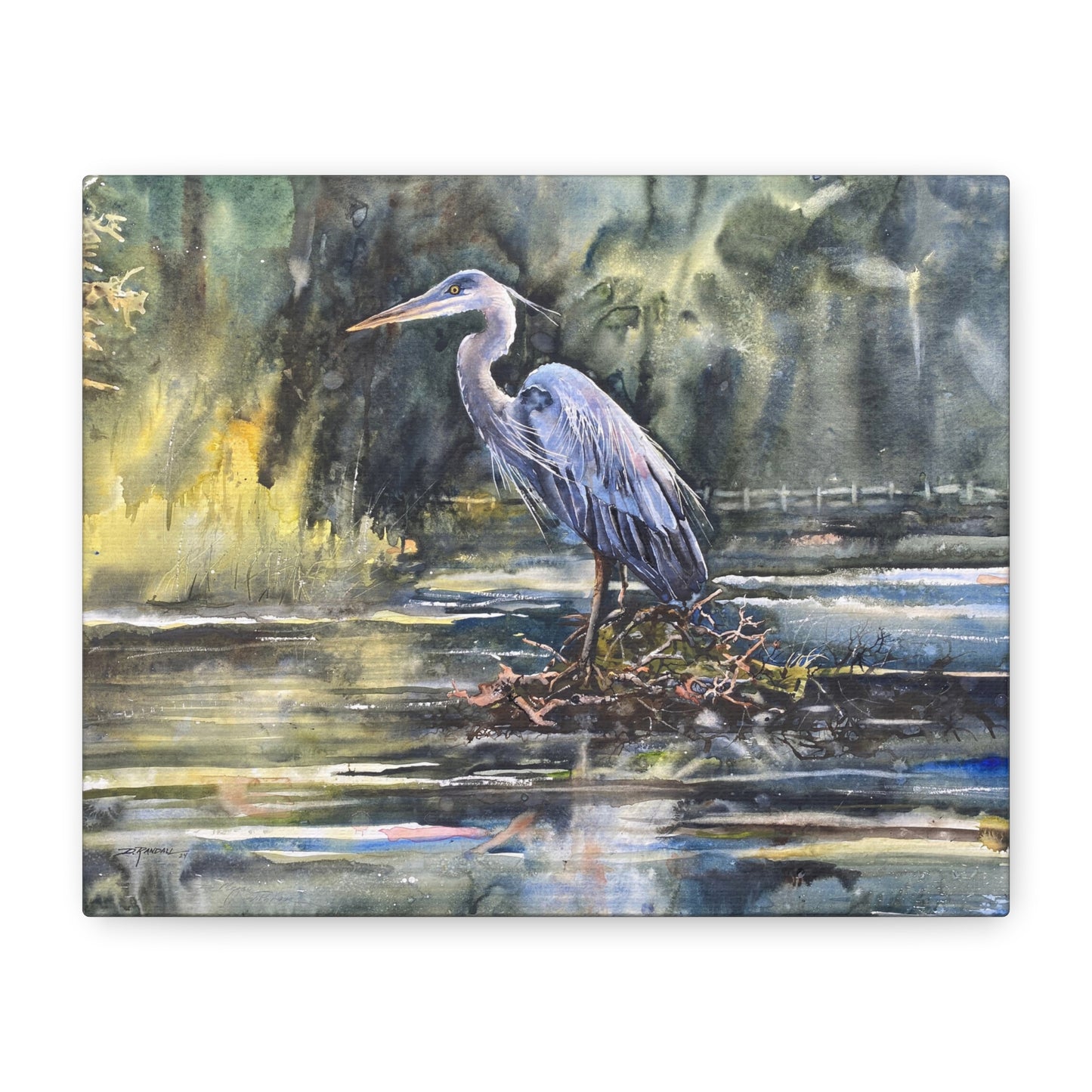 "GEORGE" Great Blue Heron